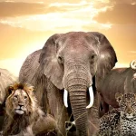 Mind-blowing facts about the Big Five of Africa