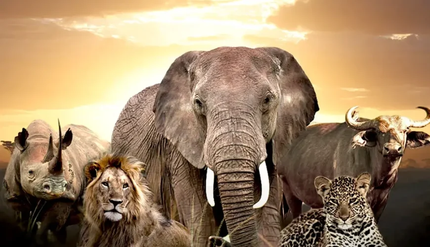 Mind-blowing facts about the Big Five of Africa