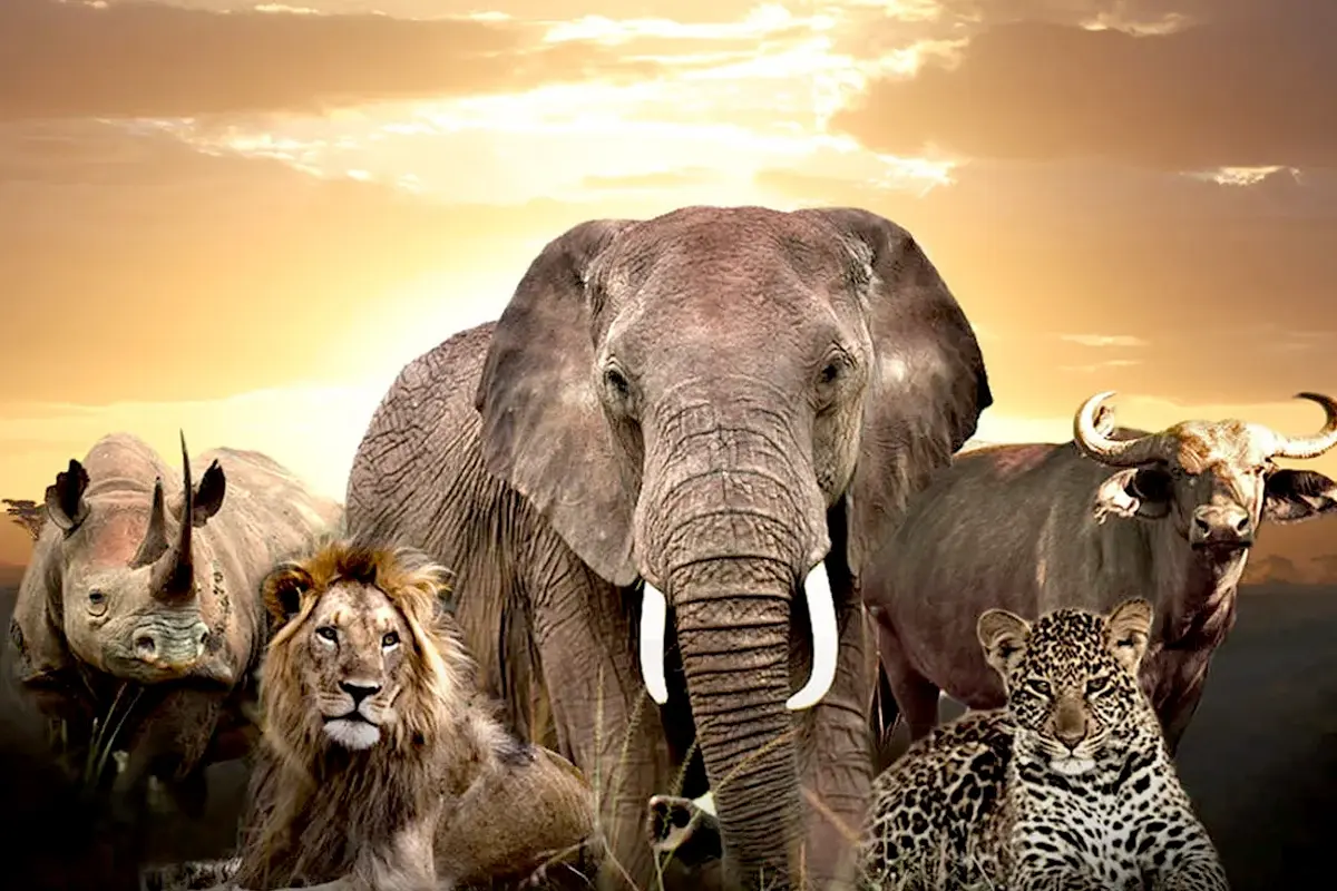 Mind-blowing facts about the Big Five of Africa