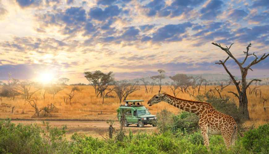 How to Prepare for Your First African Safari