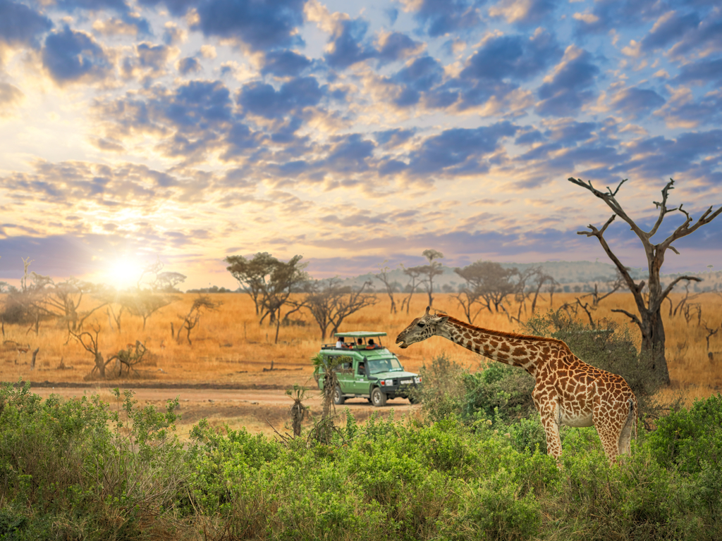 How to Prepare for Your First African Safari