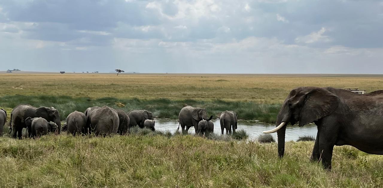 Day 05: Full day game drive in Serengeti National Park.