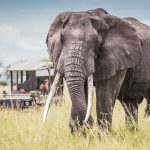 Tanzania Safari Experience – Journey Beyond the Ordinary