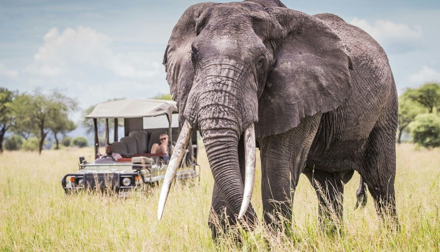 Tanzania Safari Experience – Journey Beyond the Ordinary