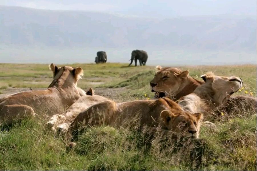 6 Days Tanzania Safari