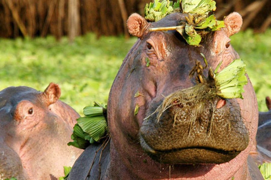 Tanzania wildlife safari 4 days