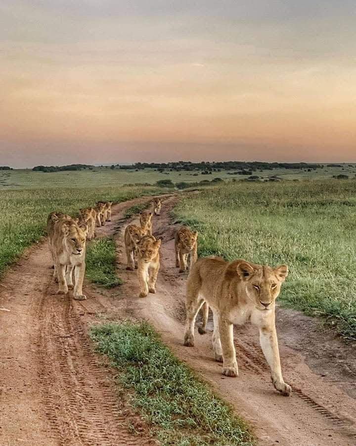 DAY 2: ARUSHA – TARANGIRE NATIONAL PARK